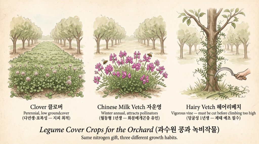 과수원 콩과식물별 생리 특징을 비교 설명하는 도감