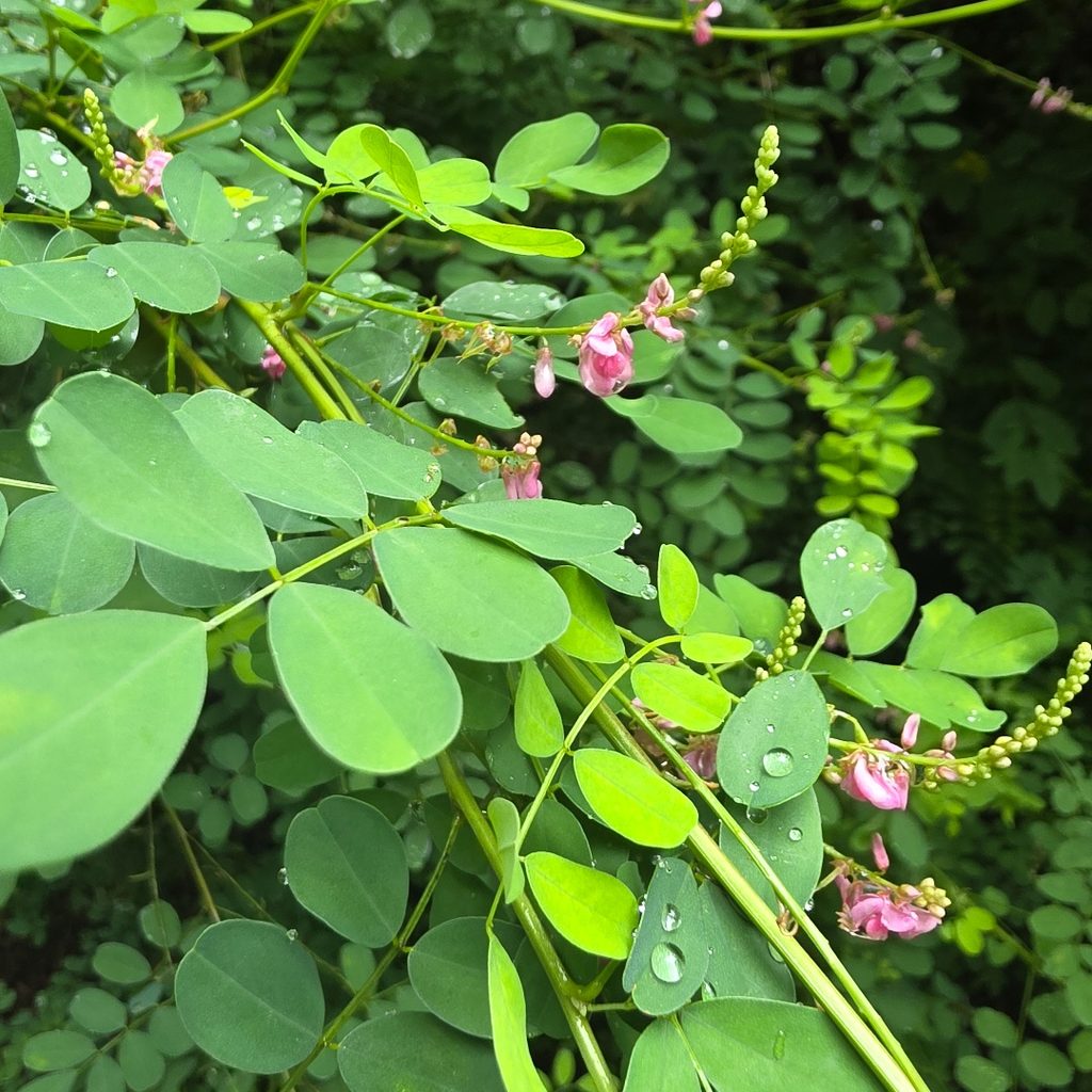 공원 산책로에서 쉽게 볼 수 있는 낭아초