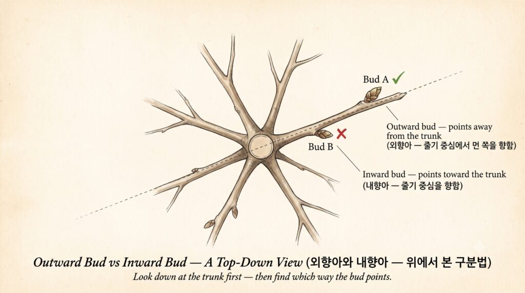 외향아와 내향아를 구분하는 방법을 보여주는 도감
