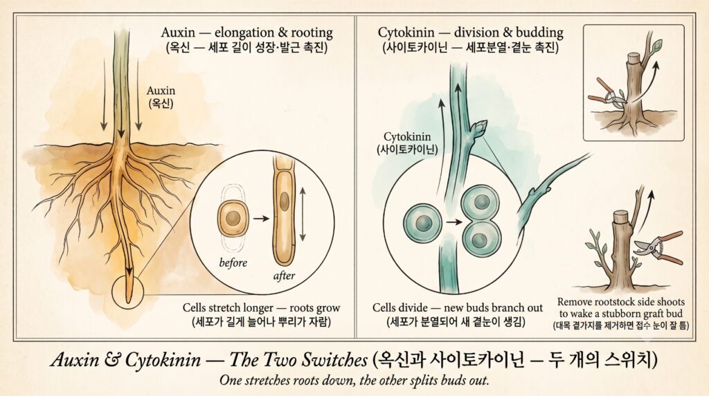 옥신과 사이토카이닌이라는 호르몬에 따라 식물의 생리가 달라지는 모습을 보여주는 도감