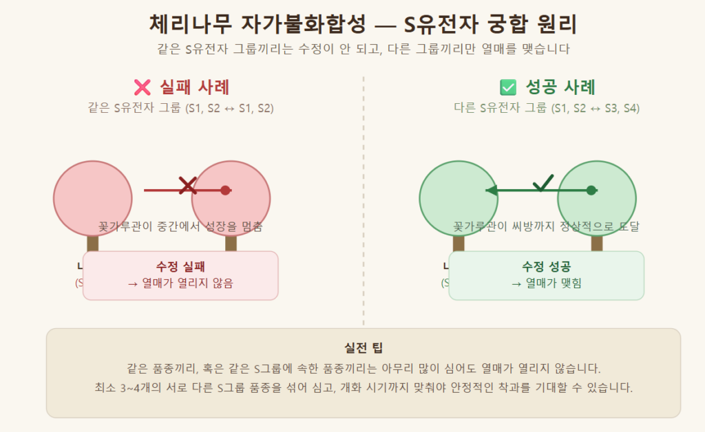 체리나무 S유전자 자가불화합성 다이어그램