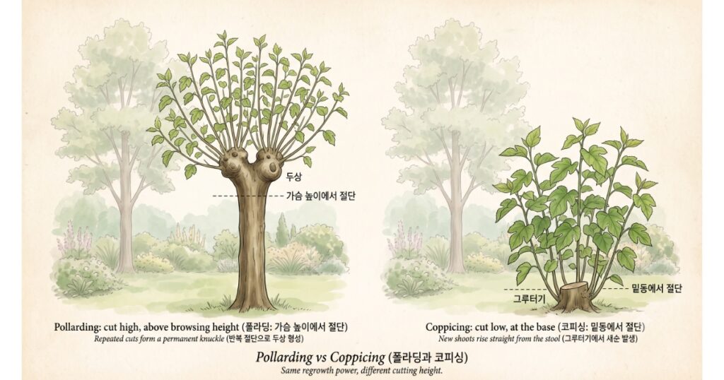 전정방법에서 폴라딩과 코피싱을 설명해주는 도감