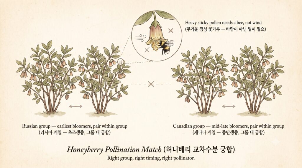 허니베리 교차수분의 특징을 보여주는 도감