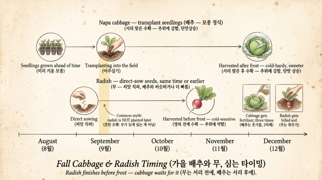 가을 배추와 무의 심는 시기와 수확까지를 보여주는 도감